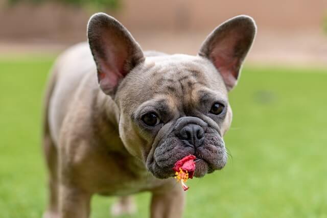 Pet Stress: Sometimes the holiday season can get stressful