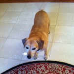 brown dog glaring while standing on the floor
