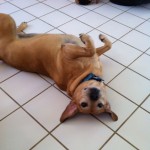 brown dog rolling on floor