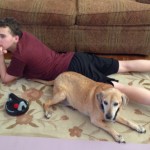 brown dog watching with a man