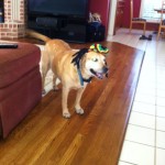 brown dog on a wooden floor