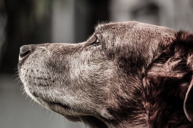 Nutrition Needs For Senior Dogs