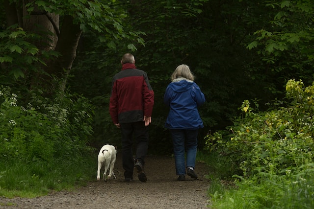 Obesity In Older Dogs: Things To Know