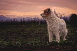 Pain Management For Terminally Ill And Senior Dogs