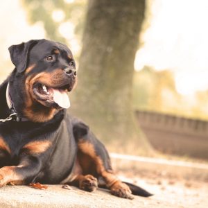 How To Deal With Temperamental Dogs