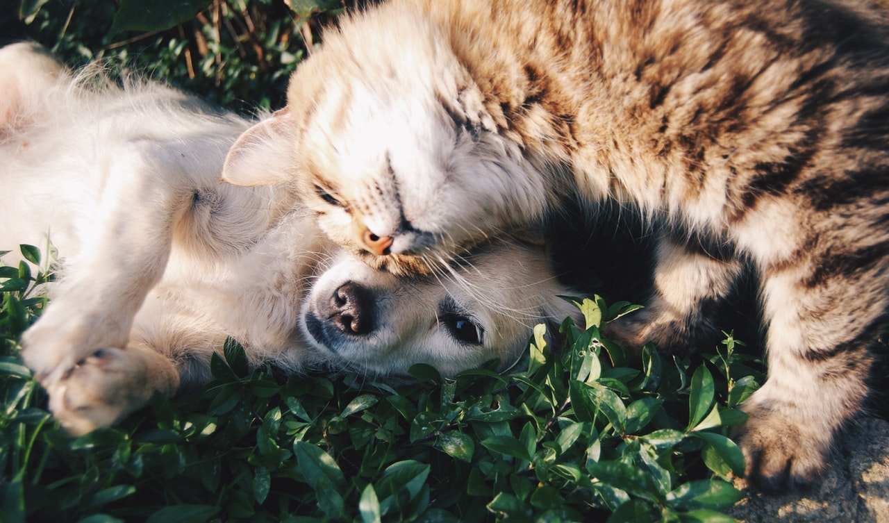 Spring Time Allergies For Pets And What Plants To Look Out For