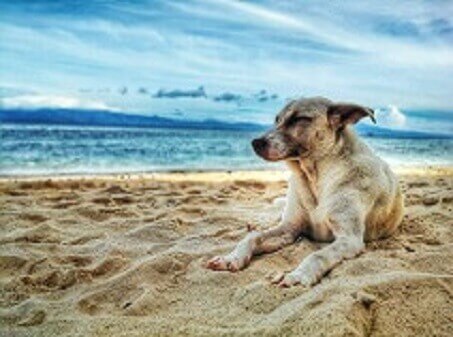What Is Pet Hospice? And How Do I Know If It’s Time To Put My Pet Into Hospice Care?