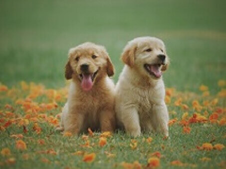 How Far Have We Advanced In The Latest New Trend–Pet Cloning