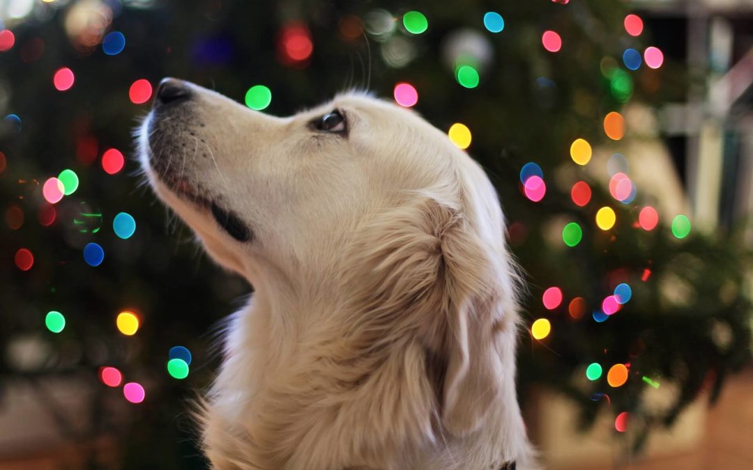 Foods To Avoid Giving Your Pet During The Holidays